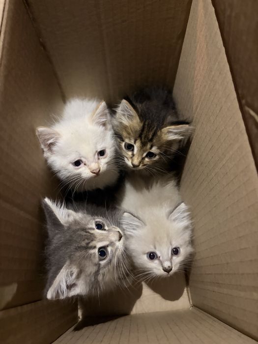 Отдам в добрые руки котят