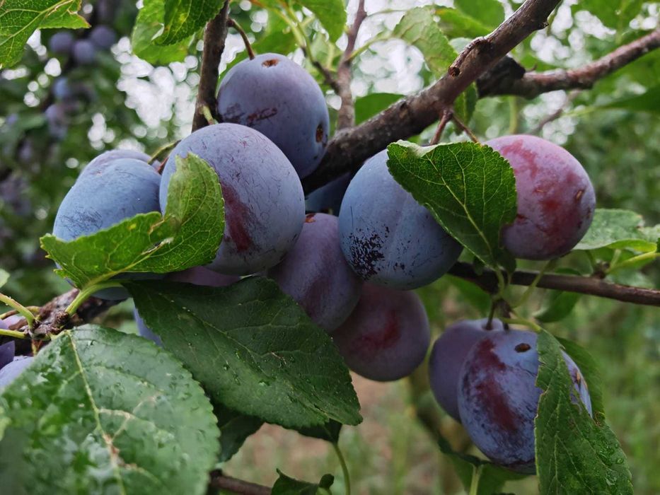 Prune de Vânzare
