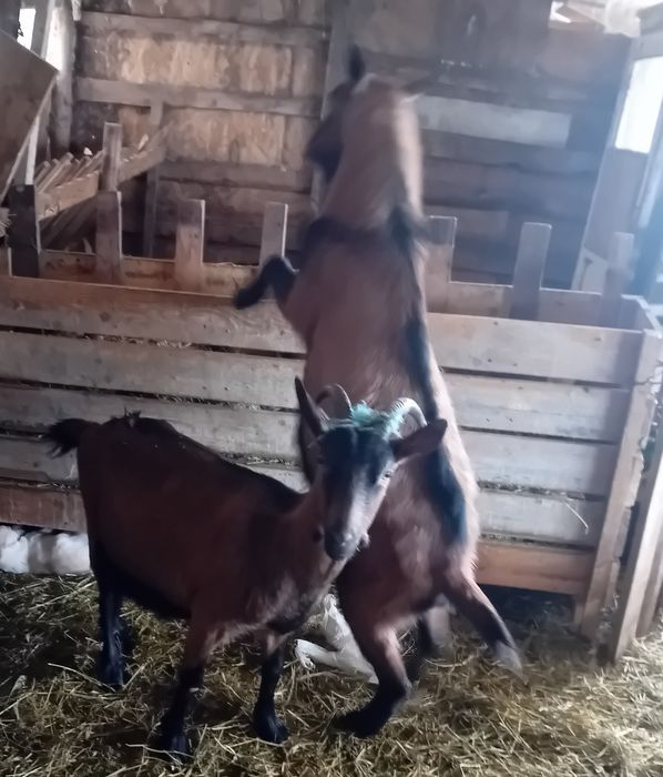 Vand capre alpin francez