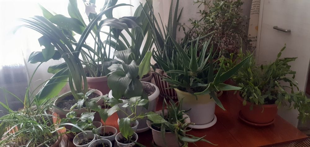 Продам комнатные цветы