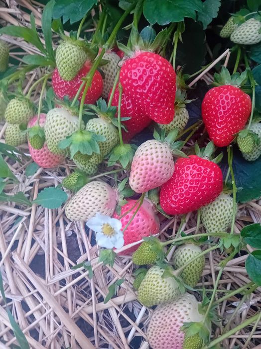 Продавам разсат ягоди