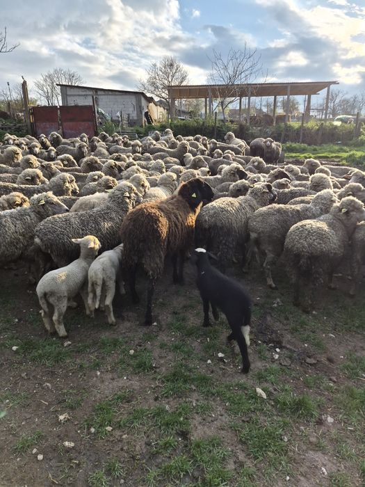 Mioara cu miel de rasa