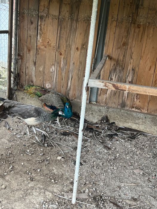 Продавам чифт Индийски пауни и чифт Сребърни фазани - работещи!