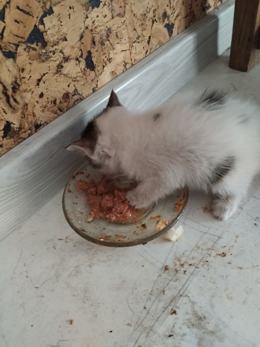 Котенца на един месец търсят стопани