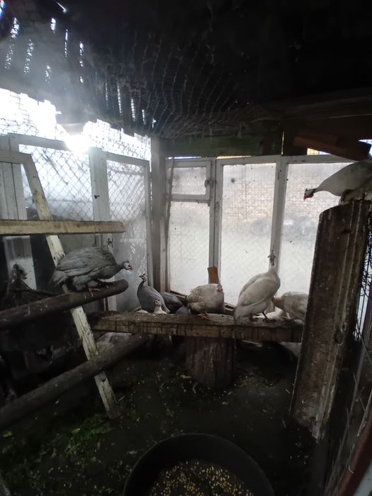 Токачки на 9 месеца