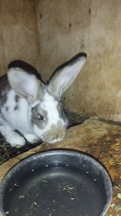 Продаются кролики