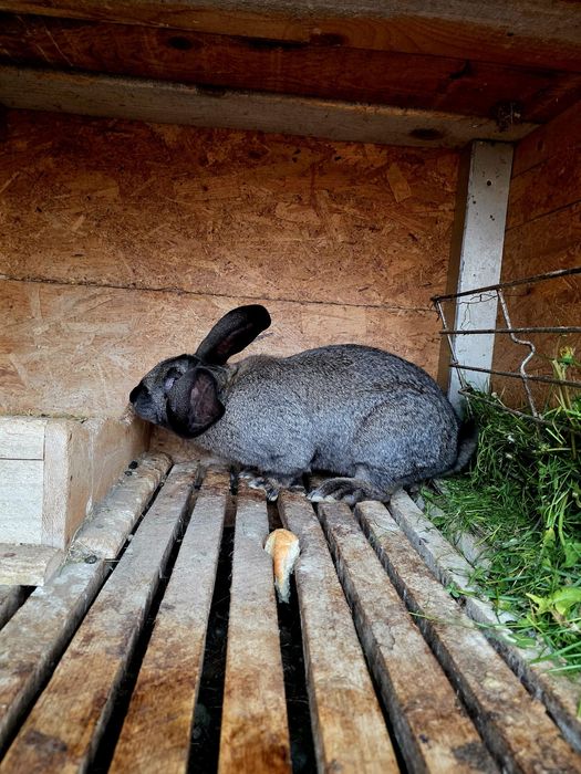 Iepuri de vânzare-sănătoși , crescuți natural.