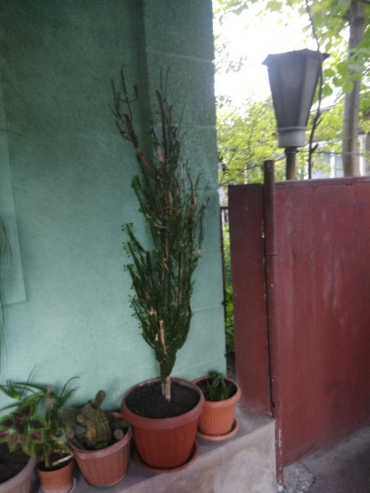Денежное дерево, от 500тг и выше...
