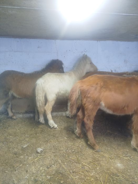 Продам жеребят .