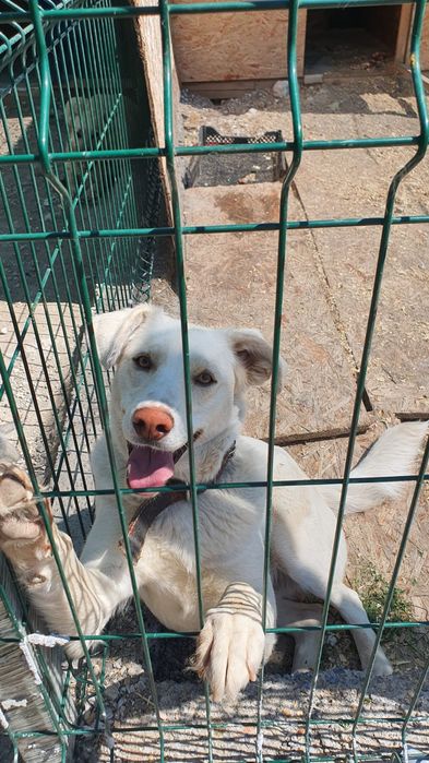 Собачка в хорошие руки