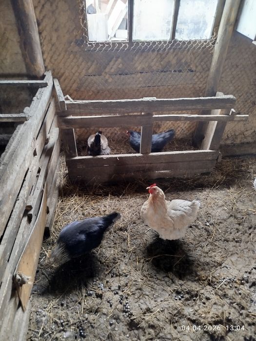 Продам кур домашние продам кур