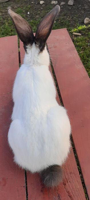 Iepuri Uriaș de Transilvania