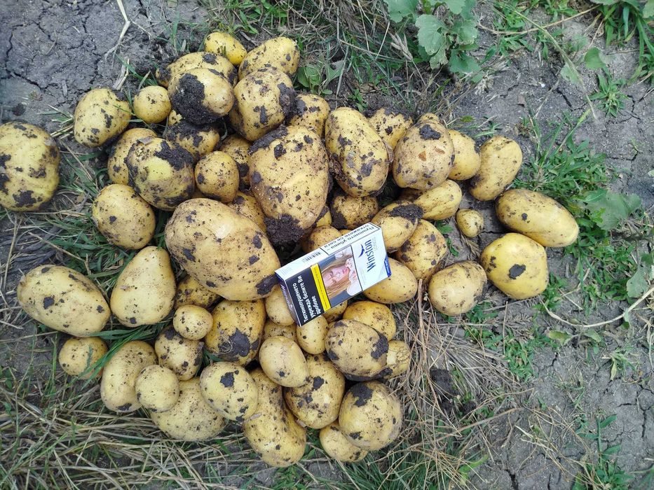Картофи на едро, сорт Сорая