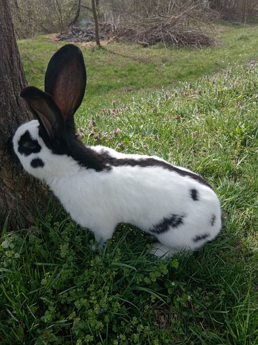 Uriași și alte rase