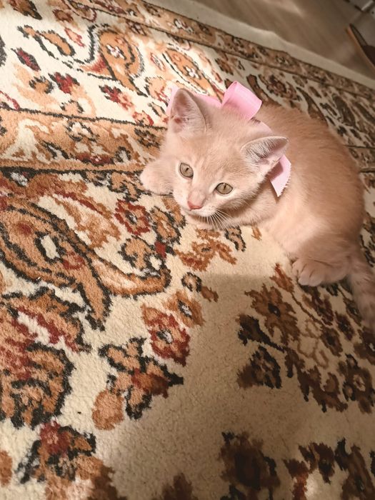 Продам британского котенка.