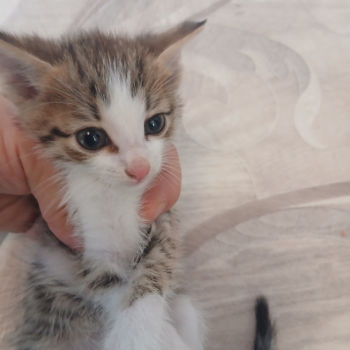 Отдам котёнка в добрую семью
