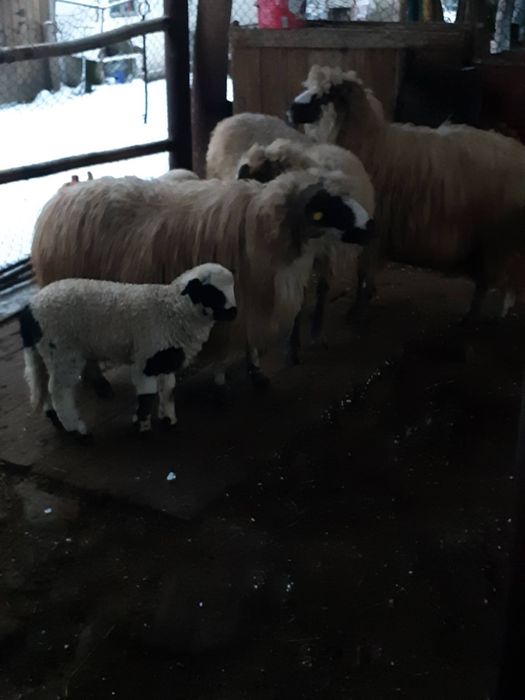 Vând 3 oi cu miei si una gestantă.
