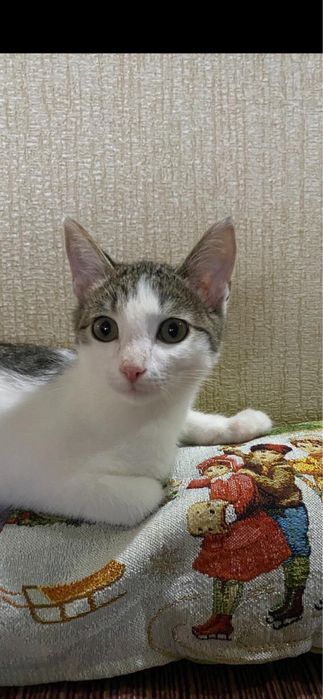 Котенок в добрые руки