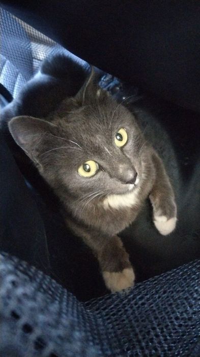 Mushuklar uchun sumka