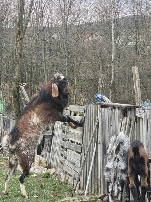 Vand tap anglonubian de monta