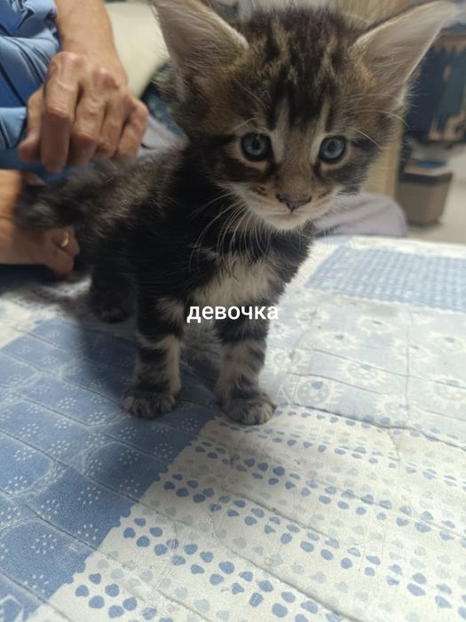 Продам котят Мэйн-Кун