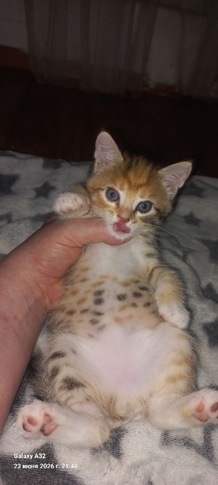 Котята отдам в добрые руки