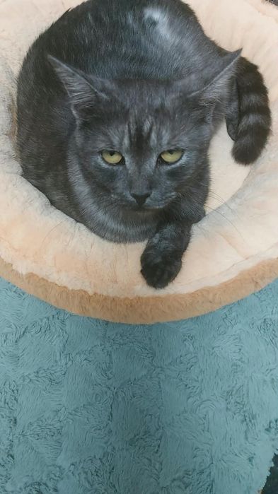 Ищем дом для очень красивого молодого кота