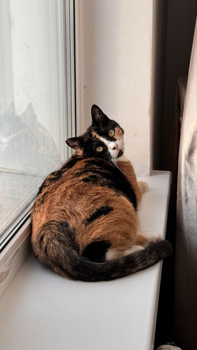 Отдам в добрые и ответственные руки