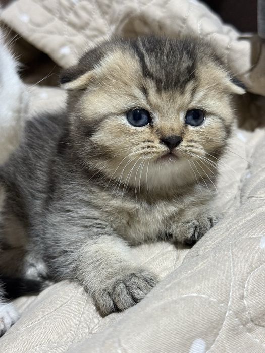 Продаются породистые котята