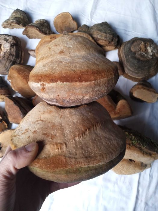 Phellinus Robustus ciuperci terapeutice efect citostactic