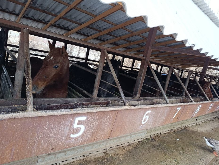 Жылқы,Тай,Бие,Байтал,Құнан