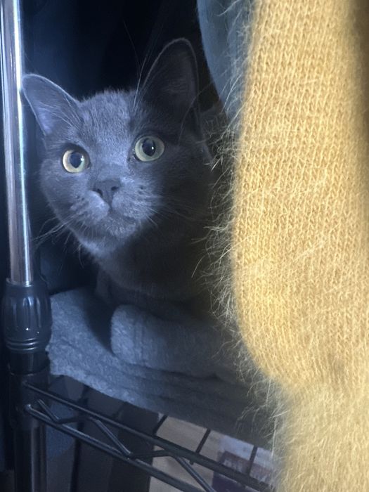 Кошечка для вязки