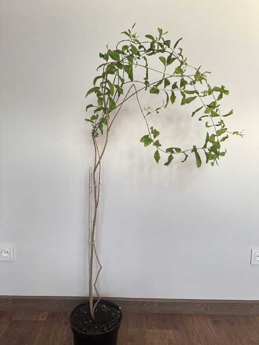 Продам комнатные растения