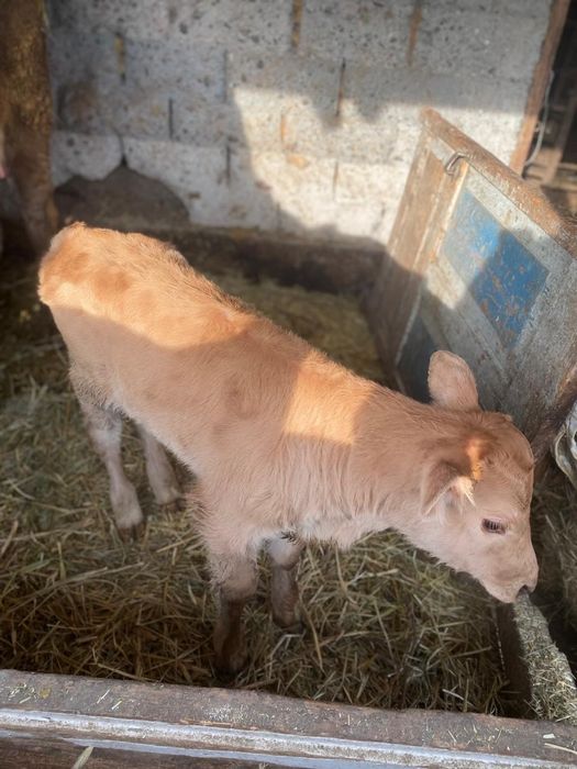 Продам корову с теленком