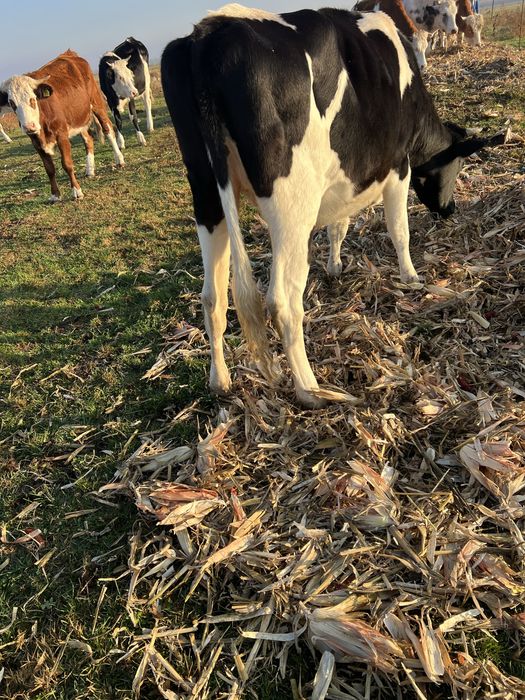 De vânzare juninca holstain gestantă