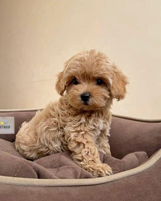 Fetiță maltipoo toy