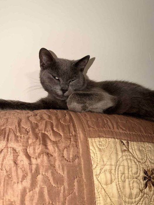 Dau spre adoptie pisica are 3 ani