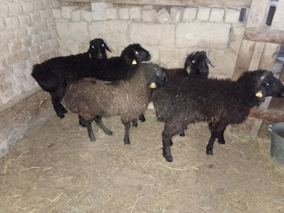 Қошқарлар  бар  хабарласыңыздар