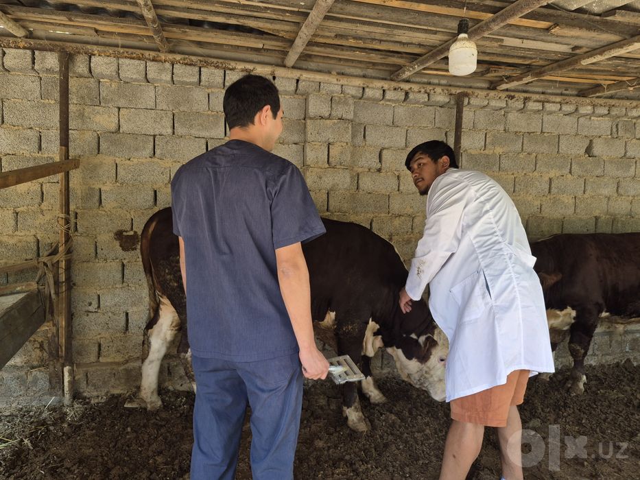 Veterinar xizmati