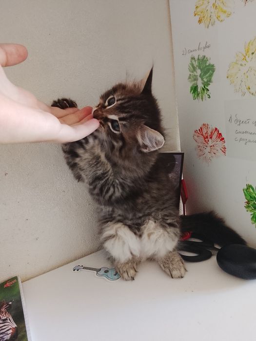 Отдам котят в добрые руки