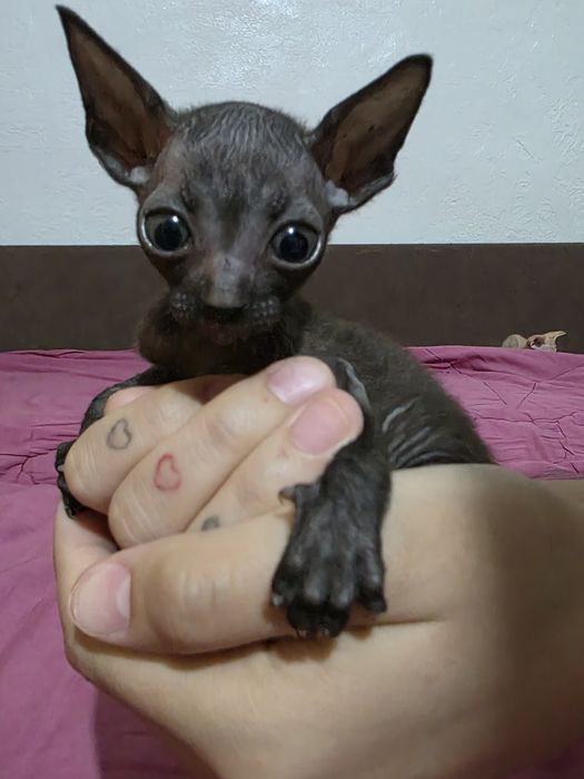 Готовы к брони донские сфинксы