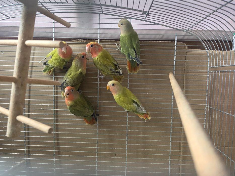 papagali amorezi/agapornis, nimfe si colivii