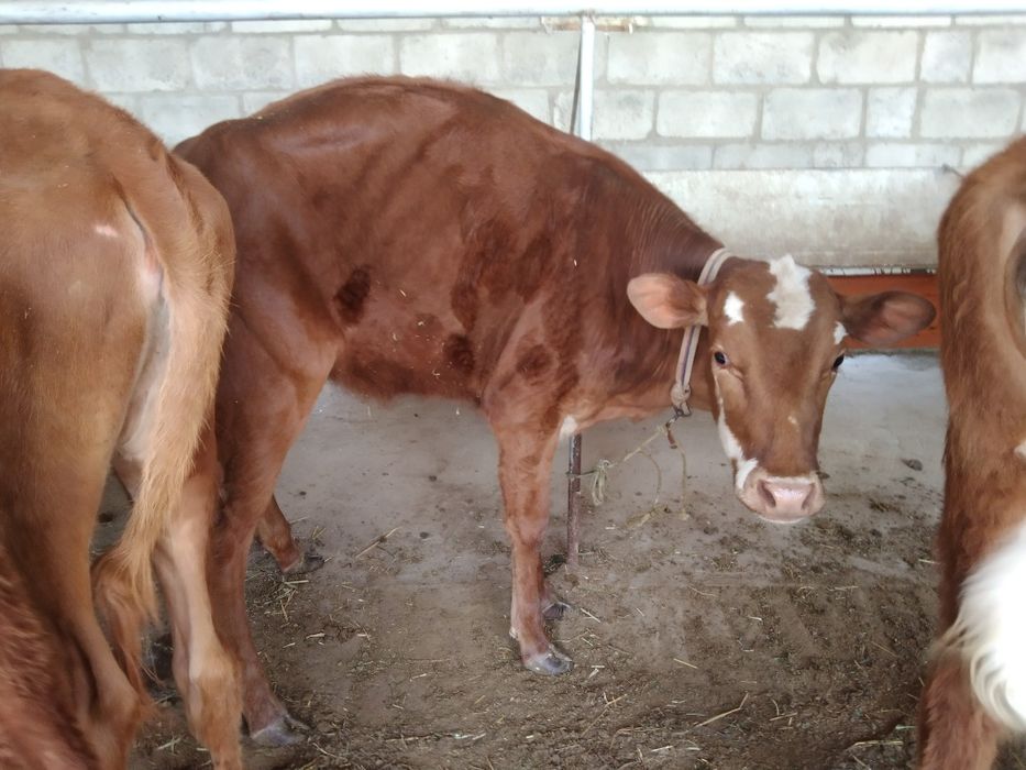 Sifatli ğunojinchala sotiladi 4 milyondan 5 milyongacha kelishamiz yan