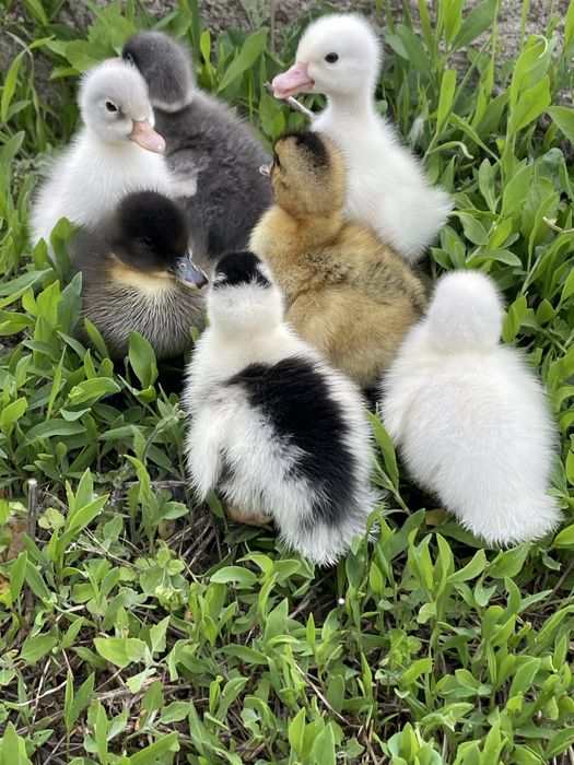 Boboci de rata polare romanesti pekin macaitoare