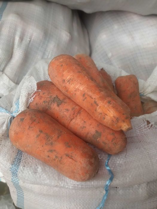 Porno yulduz Samanta Stoun