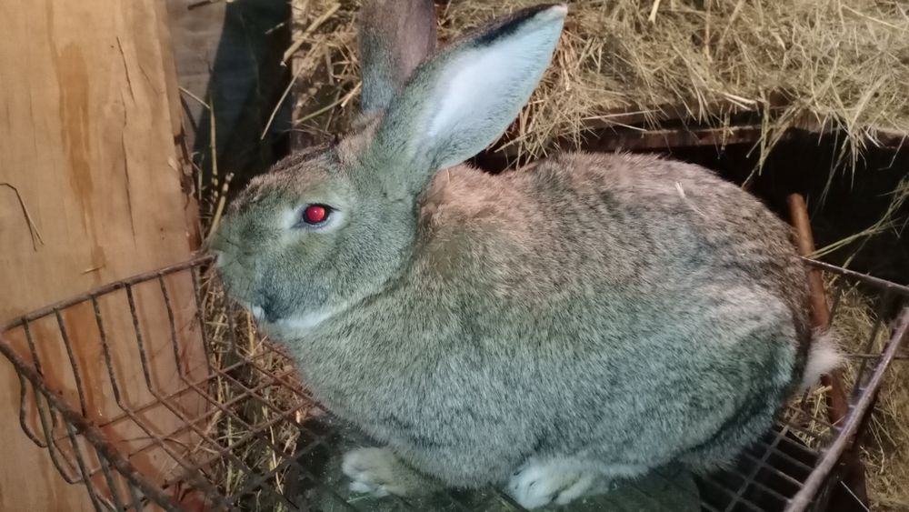 Продам крола ...