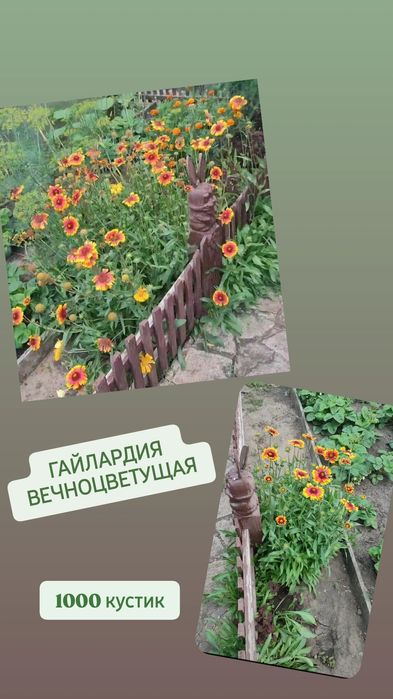 Многолетний цветок ГАЙЛАРДИЯ