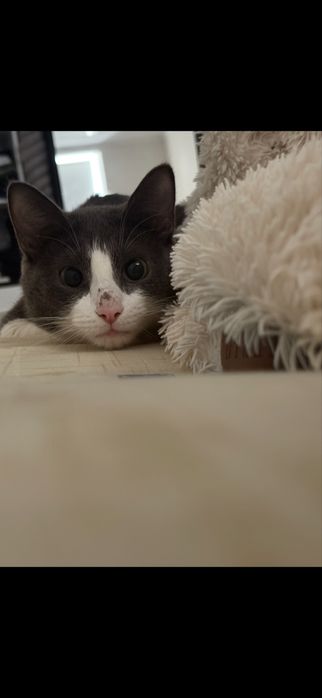 Отдам кота в добрые руки!