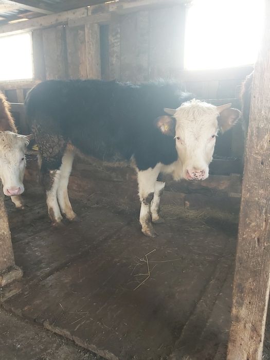 Продам бычков годовалых