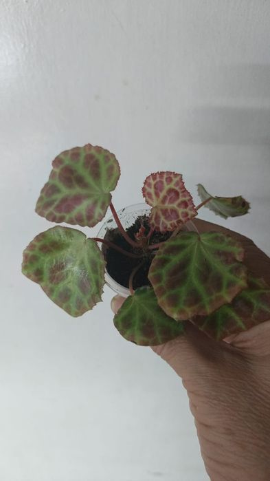 Каталог бегония Петропавловск